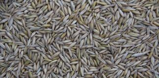 Kto produkuje Subaru Forester? Kto produkuje Subaru Forester?