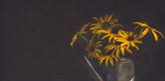 Czy woda z oczka jest dobra do podlewania? Czy woda z oczka jest dobra do podlewania?