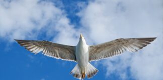 Kiedy Nowy VW Tiguan 2023? Kiedy Nowy VW Tiguan 2023?