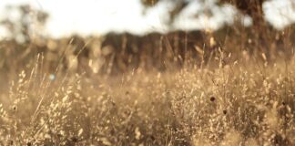 Jakie wkłady do filtrów wody?