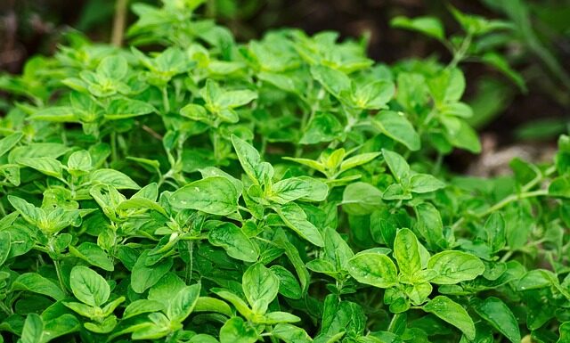 Czy suszymy kwiaty oregano?