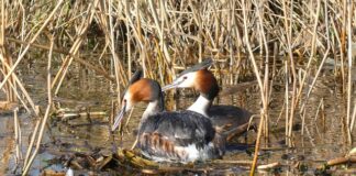 Ile może być gniazd na jednym obwodzie?