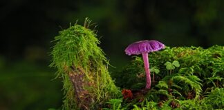 Jaką farbę wybrać?