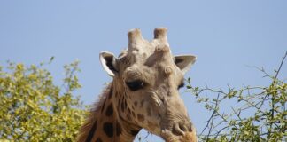 Jak zrobić kurę z jajka? Jak zrobić kurę z jajka?