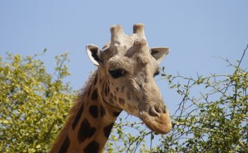 Jak zrobić kurę z jajka?