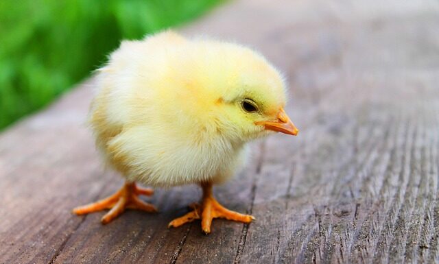 Z czego zrobić kurczaczki?