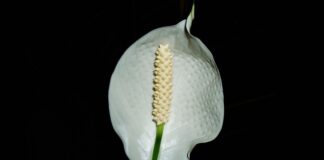 Gdzie najlepiej postawić skrzydłokwiat? Gdzie najlepiej postawić skrzydłokwiat?