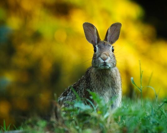 Jak zrobić uszy królika z papieru?