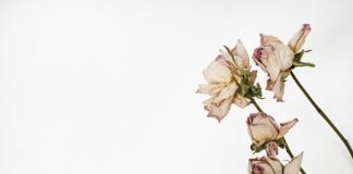 Co można dać do zielnika?