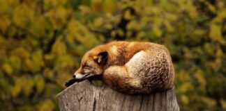 Czy można mieć czerwoną pandę?