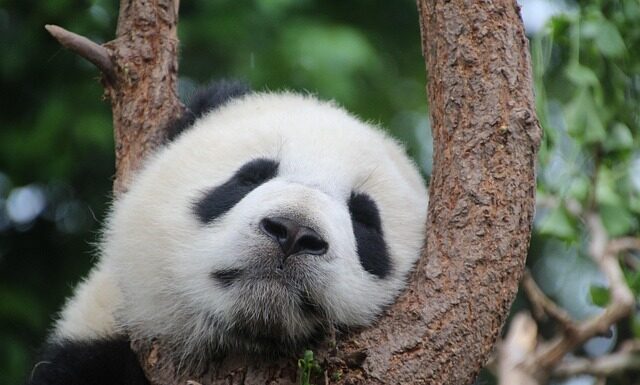 Ile śpi panda?