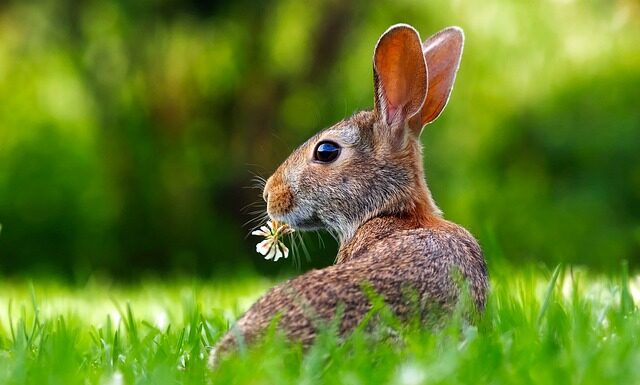 Czego symbolem jest królik wielkanocny?