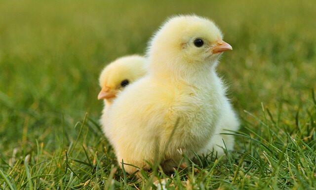 Jak zrobić wielkanocnego kurczaka?