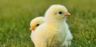 Czego nie wolno robić w święta wielkanocne?