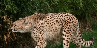 Jakie jest najszybsze Porsche na świecie? Jakie jest najszybsze Porsche na świecie?