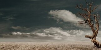 Jak się suszy rośliny? Jak się suszy rośliny?