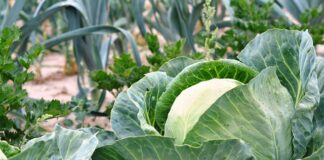 Z czego najlepiej zrobić podwyższone grządki?