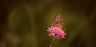 Czy da się pomalować rdzę?