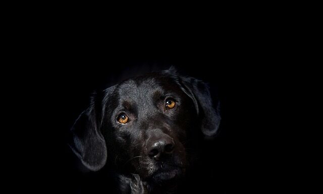 Jak jeździć hybryda Fiat Panda?