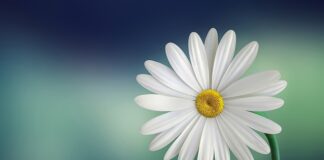 Co oznacza 1 biała róża? Co oznacza 1 biała róża?