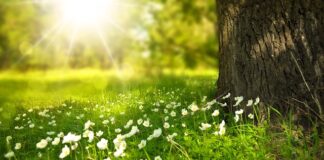 Czy w przyczepce samochodowej musi być światło przeciwmgielne? Czy w przyczepce samochodowej musi być światło przeciwmgielne?