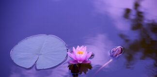 Co dać na dno stawu?