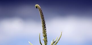 Czy można samemu wymienić panewki?