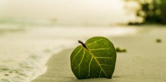 Jak sprawdzić jaki to liść?